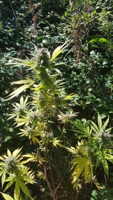 Should I harvest my Early Maroc plant?
