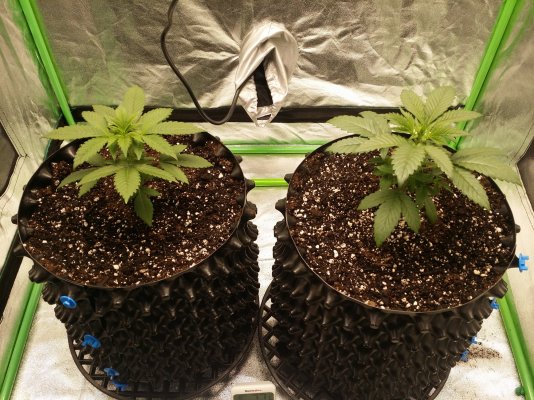 My first Spider Farmer Grow