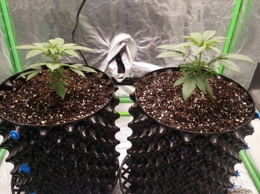 My first Spider Farmer Grow