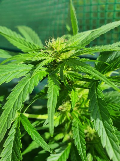 brown-pistils-4th-week-outdoorsgreenhouse.jpg