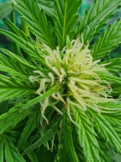 Brown Pistils 4th week outdoors/greenhouse