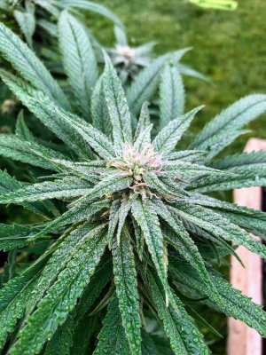 Lets see your 2020 Outdoor Plants!