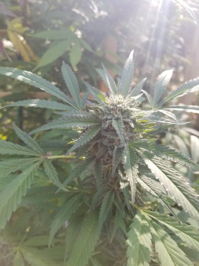 possible-false-trichome-reads-seems-too-early-to-harvest.jpg