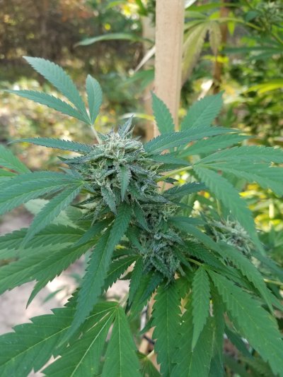 possible-false-trichome-reads-seems-too-early-to-harvest-2.jpg