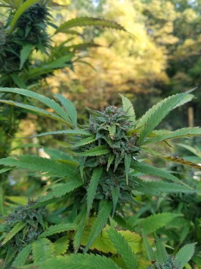 possible-false-trichome-reads-seems-too-early-to-harvest-3.jpg