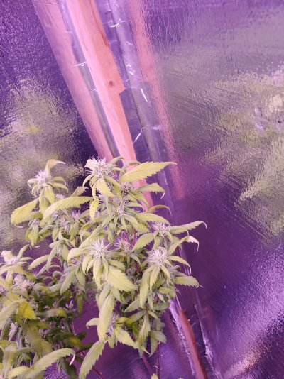 she-wont-grow-any-more-2.jpg