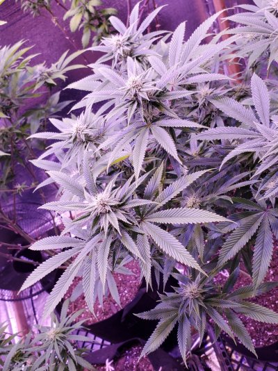 she-wont-grow-any-more-4.jpg