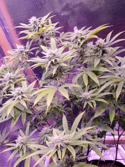 she-wont-grow-any-more-5.jpg