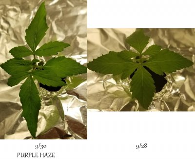 PURPLEHAZE.jpg