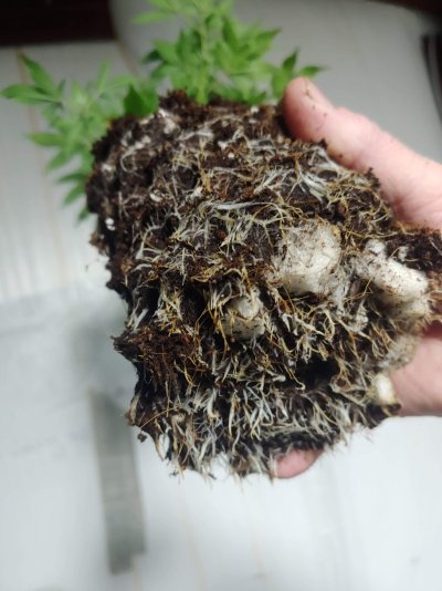 Airpots, really like em. Seem to build excellent roots.