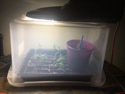 Platinum Gushers Grow - From Clone 😎🤘🏻
