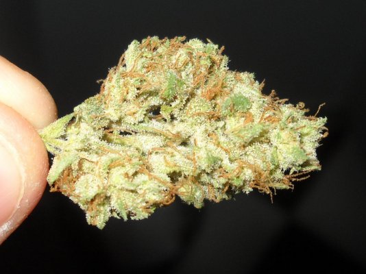 91 Chemdawg (skunkVa cut) ~smoke report