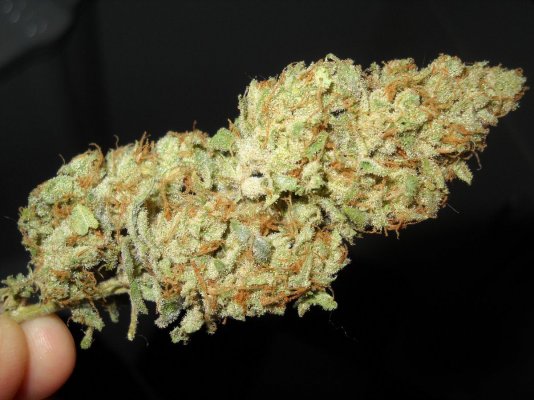 91 Chemdawg (skunkVa cut) ~smoke report