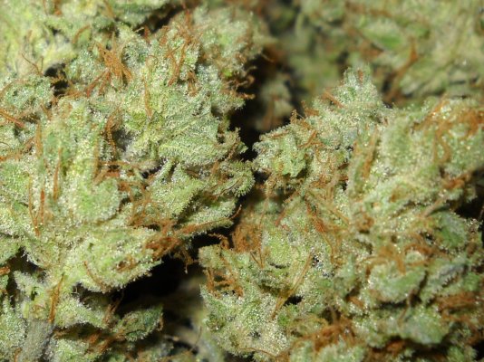 91 Chemdawg (skunkVa cut) ~smoke report