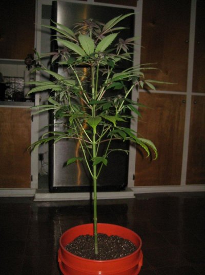 p8.jpg