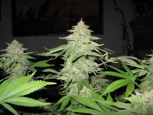 8-weeks-flowering-012.jpg
