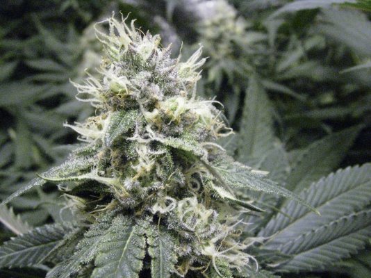Week6 of flowering 008.jpg