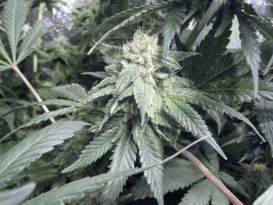 Week 7 of flowering 030.jpg