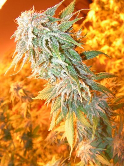 pre-harvest-shots--perpetual-grow-2.jpg