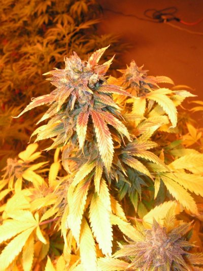 pre-harvest-shots--perpetual-grow-3.jpg