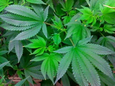 white fire, 707 hb, sour d, diablo og, alien og, alien dawg and mas more grow