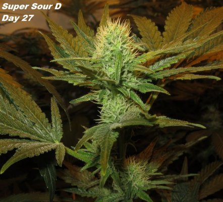 Personal Medical Grow in Coco. [Chem D, Grape Romulan, Grapefurit Haze, Casey Jones]