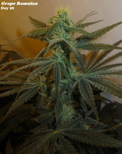 Personal Medical Grow in Coco. [Chem D, Grape Romulan, Grapefurit Haze, Casey Jones]