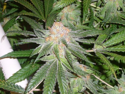 day 50 pics of my OG.