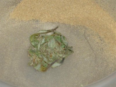 Timewarp nug and dry sieve (1) (Large).jpg