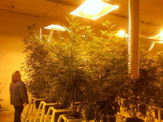 Centennial Seeds Grow