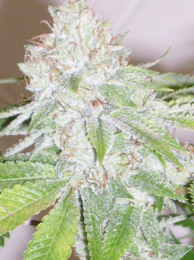 tahoe-og-kush-2.jpg