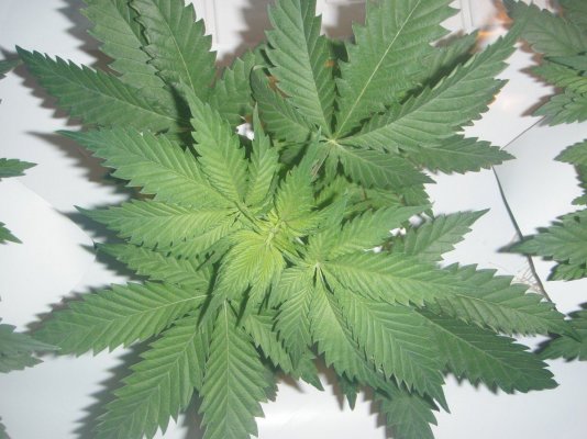 growdec2-028.jpg