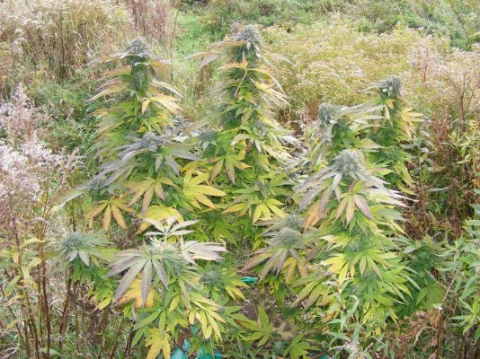 Oct, outdoor Bubba.JPG