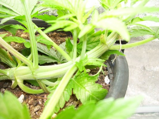 power-kush-lst-7.jpg