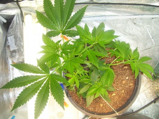 power-kush-lst-9.jpg