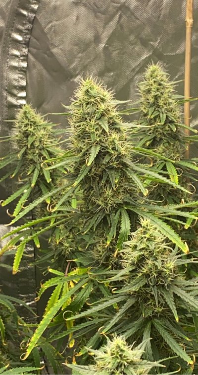 help-behind-in-flowering-stage.jpeg