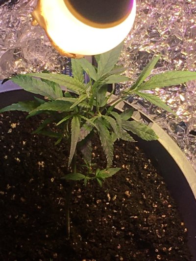 Help on my clones please