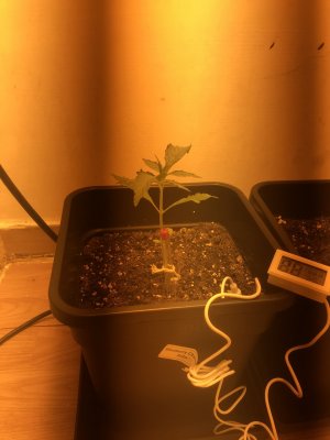 Total Newbie looking for auto advice