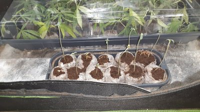 All new strains to me