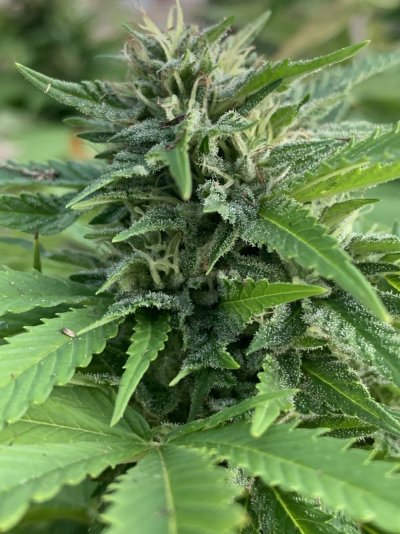 When should I harvest these?