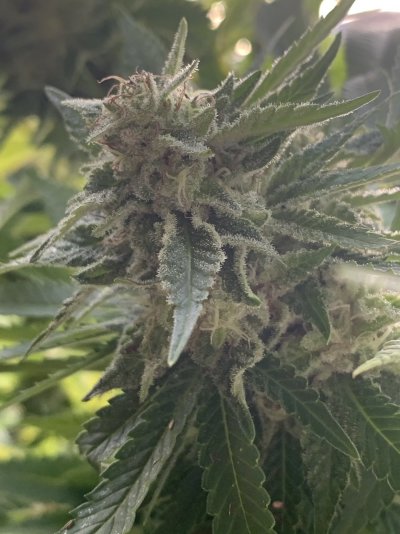 When should I harvest these?