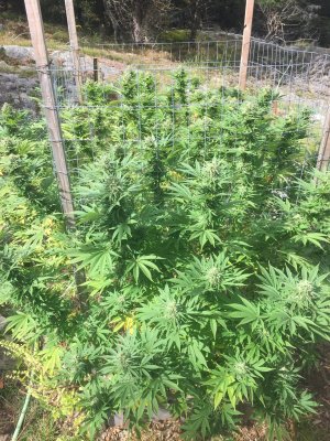Lets see your 2020 Outdoor Plants!