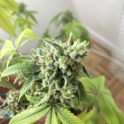 is-my-bud-mostly-sugar-leaves.jpeg