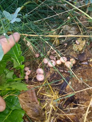 Mushroom thread