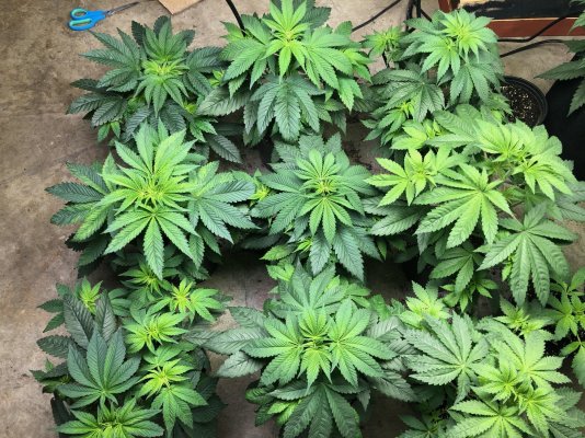 first-grow-need-help-please-leafs-are-different-color.jpeg