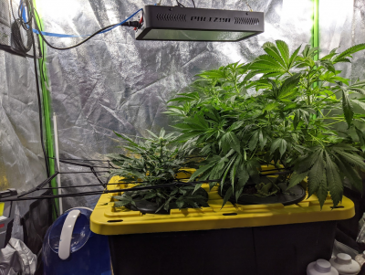 Grow #2 - Indoor hydro tent