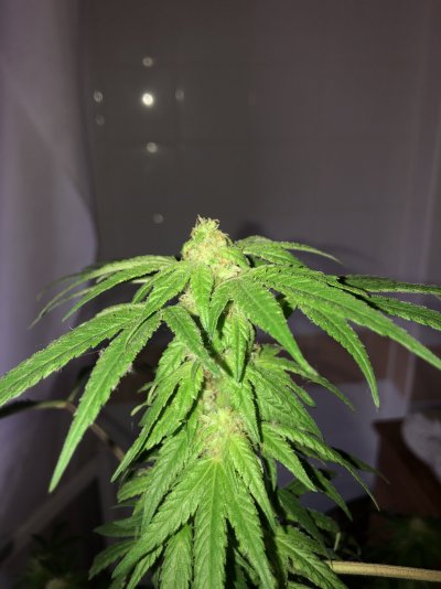 Would this be a good spot for more light?