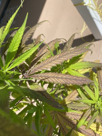 1st-time-grower--please-help-2.jpeg