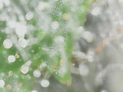 Is this ready to harvest? - Sorry for the noob question.