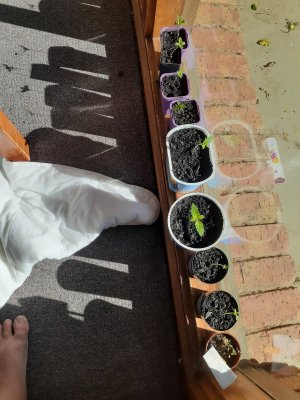 Lets see your 2020 Outdoor Plants!